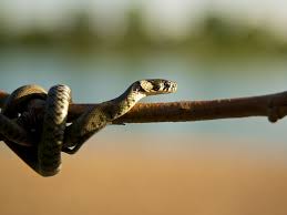 Image result for Ringelnatter