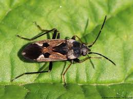 Image result for Rhyparochromus