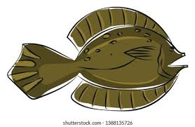 Image result for Pseudopleuronectes americanus