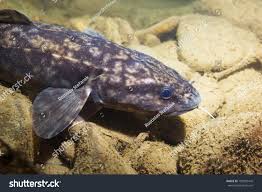 Image result for Lota lota