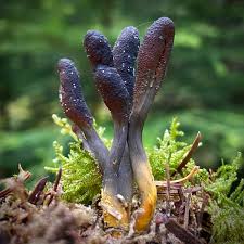 Attēlu rezultāti vaicājumam “Cordyceps ophioglossoides”