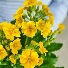 Image result for Schlüsselblumen