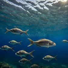 Image result for Squalius cephalus