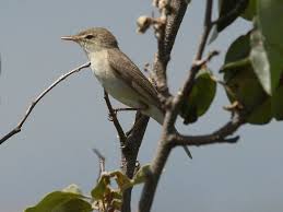 Image result for Hippolais pallida