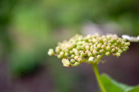 Attēlu rezultāti vaicājumam “Viburnum opulus bud”