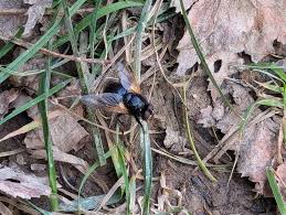 Attēlu rezultāti vaicājumam “Mesembrina meridiana”