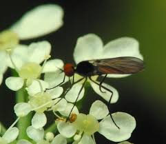 Attēlu rezultāti vaicājumam “Empididae”