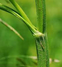 Attēlu rezultāti vaicājumam “Pastinaca sativa subsp. sylvestris leaf”