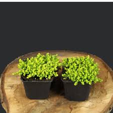 Image result for Mauerpfeffer