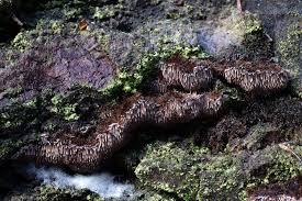 Attēlu rezultāti vaicājumam “Gloiodon strigosus”