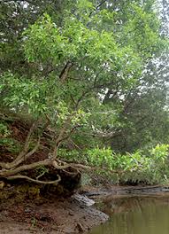 Attēlu rezultāti vaicājumam “Lycogala botrydium”
