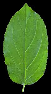 Attēlu rezultāti vaicājumam “Rhamnus cathartica leaf”