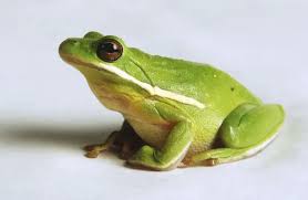 Attēlu rezultāti vaicājumam “Hyla arborea”