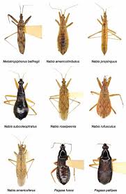 Attēlu rezultāti vaicājumam “Nabidae”