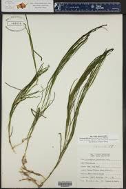 Attēlu rezultāti vaicājumam “Stuckenia filiformis bud”