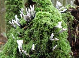 Attēlu rezultāti vaicājumam “Xylaria hypoxylon”