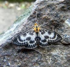 Attēlu rezultāti vaicājumam “Anania hortulata”