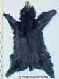 Asian black bear - Wikipedia, the free encyclopedia