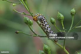 Attēlu rezultāti vaicājumam “Shargacucullia scrophulariae larva”