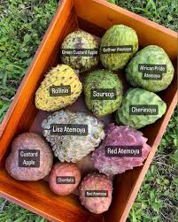 Attēlu rezultāti vaicājumam “Cardaminopsis arenosa fruit”