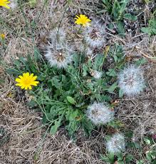 Attēlu rezultāti vaicājumam “Hypochaeris radicata fruit”
