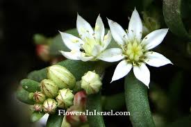 Attēlu rezultāti vaicājumam “Sedum pallidum flower”
