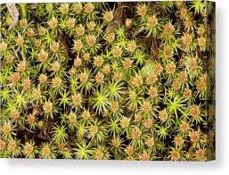 Attēlu rezultāti vaicājumam “Polytrichum juniperinum”