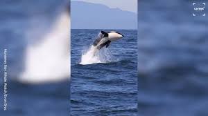 Image result for gesto dell