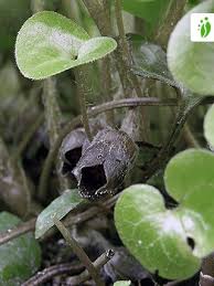 Attēlu rezultāti vaicājumam “Asarum europaeum flower”