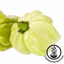 Afbeeldingsresultaat voor white habanero hot pepper
