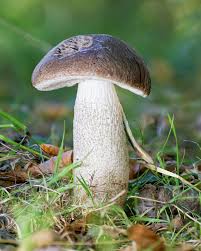 Attēlu rezultāti vaicājumam “Badhamia capsulifera var. arborea macro”