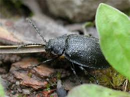 Attēlu rezultāti vaicājumam “Galeruca tanaceti”