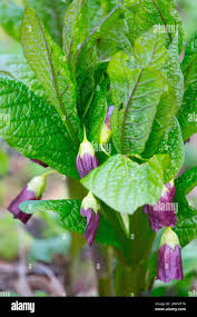 Attēlu rezultāti vaicājumam “Scopolia carniolica flower”
