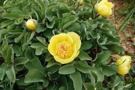 Attēlu rezultāti vaicājumam “Paeoniaceae”