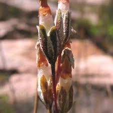 Attēlu rezultāti vaicājumam “Primula farinosa fruit”