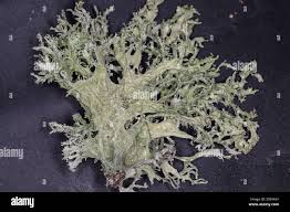 Attēlu rezultāti vaicājumam “Ramalina pollinaria”