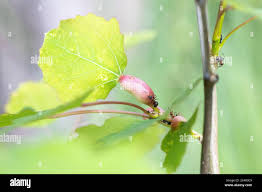 Attēlu rezultāti vaicājumam “Contarinia petioli”