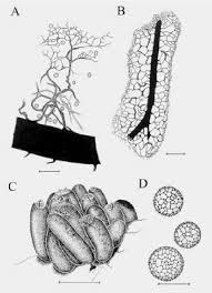 Attēlu rezultāti vaicājumam “Stemonaria irregularis”