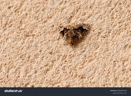 Attēlu rezultāti vaicājumam “Ecliptopera silaceata”