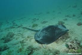 Image result for Bathytoshia centroura