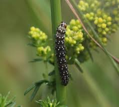Attēlu rezultāti vaicājumam “Aphelia paleana larva”