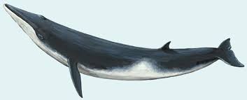 Image result for Balaenoptera acutorostrata
