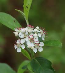 Attēlu rezultāti vaicājumam “Aronia melanocarpa”