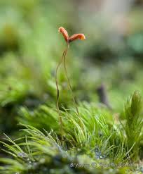 Attēlu rezultāti vaicājumam “Dicranella heteromalla sporophyte”