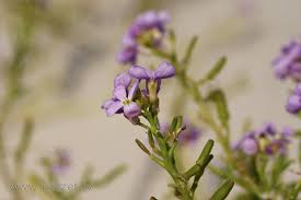 Attēlu rezultāti vaicājumam “Cakile maritima subsp. baltica flower”