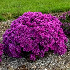 Image result for Aster novae-angliae