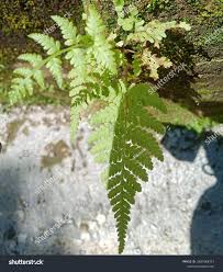 Attēlu rezultāti vaicājumam “Cystopteris fragilis”