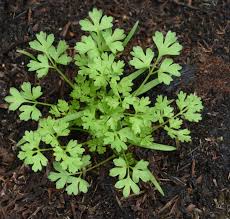 Image result for Kerbel