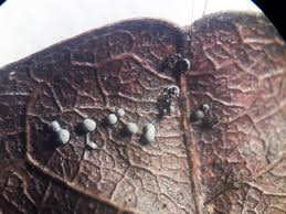 Attēlu rezultāti vaicājumam “Physarum obscurum spores”