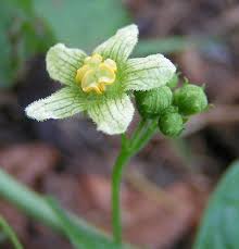 Attēlu rezultāti vaicājumam “Bryonia alba leaf”